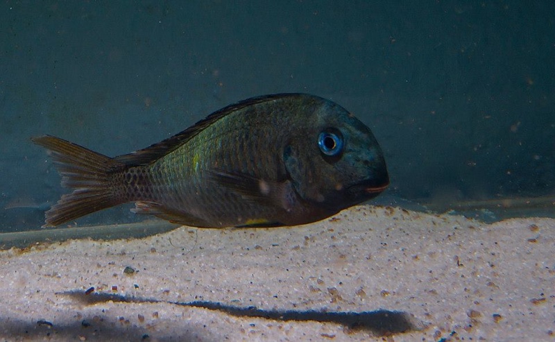 Tropheus sp. 'crescentic' Kongwe Green
